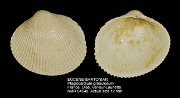 EOCENE-BARTONIAN Plagiocardium granulosum